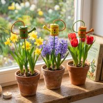 Product Flower plug watering can wood green, yellow, orange assorted 7.5cm x 5.9cm H30.5cm 12 pcs