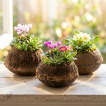 Product Natural Sapucaia Nut Plant Pot 14cm x 10cm Set of 3