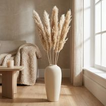 Product Dry decoration pampas grass dried bleached 70-75cm 6 pcs