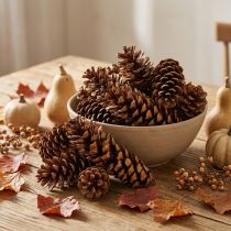 Product Pine cones Weymouth pine Strobus natural mixed 2,5kg
