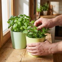 Product Paper cachepot, planter, herb pot blue/green Ø15cm H13cm 4pcs