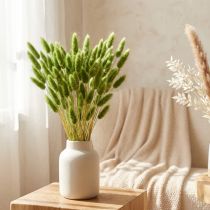 Product Hare's tail grass ornamental grass Lagurus olive green L65cm 50g