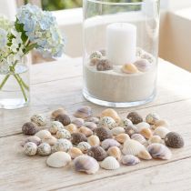 Product Shell decoration mini cockles snail shells 1–3 cm 340 g