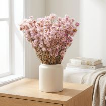 Product Dried Flowers Bunch Dry Decoration Chamomile Pink 65cm 50g