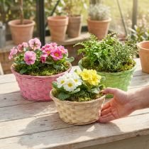 Product Round planting pot Ø20cm, assorted colors, 8 pieces