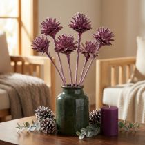 Product Leucospermum 1 blackberry frosted 25 pcs