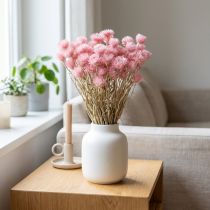Product Dried flowers African Daisies Pink straw flowers H42cm