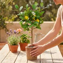 Product Artificial lemon tree, 58cm pot, decorative tree, Mediterranean style