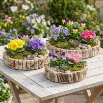 Product Round tray for planting birch natural Ø23/31/41cm set of 3