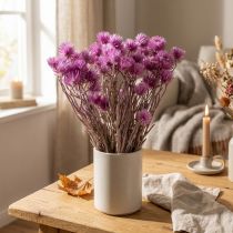 Product Dried flowers African Daisies Purple straw flowers H42cm
