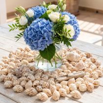 Product Sea snails natural snail shells maritime 2–4 cm 300 g