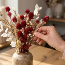 Product Globe amaranth Gomphrena Globosa in dark red L45cm 100g