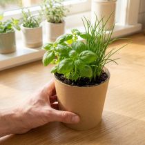 Product Planting pots, flower pot, plant pot, natural, Ø11cm H10cm, 6 pieces