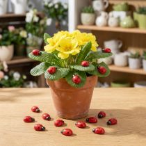 Product Decorative Ladybugs for Gluing 1cm Red 360 Pcs