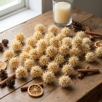 Product Bleached Star gum Seedpods Dried décor Ø2-4cm 250g