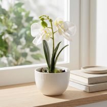 Product Mini orchids artificial white orchids in a pot 15cm