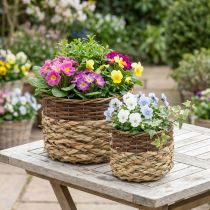 Product Wicker Basket Natural Wicker Plant Bowl Natural L30/22cm H20/17cm Set of 2