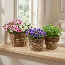 Product Natural basket for planting, basket decoration, plant bowls natural L21/19/16cm H21/19/16cm set of 3