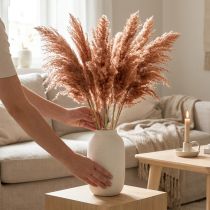 Product Dry Reed Grass Decoration Apricot 75cm – Pack of 10