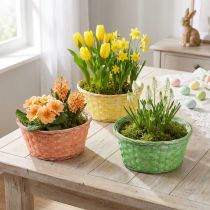 Product Plant basket round Ø25cm orange, yellow, green 6 pcs