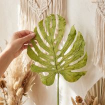 Product Decorative Monstera leaves for boho and urban jungle decoration