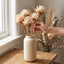 Product Leucospermum Plumosum Silver Tree Flowers Light 25 Pcs