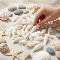 Product Deco snails white, sea snail natural decoration 2-5cm 1kg