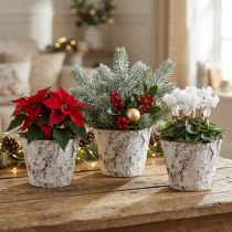Product Pot with birch bark whitened plant pot Ø15cm H12.5cm 3 pcs