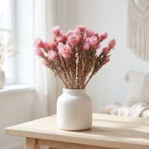 Product Dried African Daisies Pink strawflowers Dry flowers H30cm