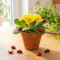 Product Decorative ladybirds for gluing 2.5cm red 72 pcs