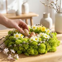 Product Deco moss light green reindeer moss preserved 400g