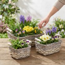 Product Plant basket with handles, square basket bowl, natural planter for planting shabby chic washed white L30/25.5/21 cm H12/11/10 cm set of 3