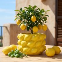 Product Flower pot lemon planter ceramic yellow Ø18.5cm H12cm