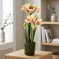Product Amaryllis in moss ball artificial with pink-yellow patterned flowers – 45 cm – Exotic and stylish decoration
