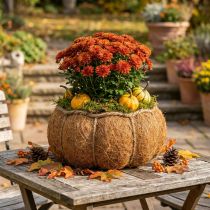 Product Plant basket pumpkin autumn decoration orange Ø22cm H17cm