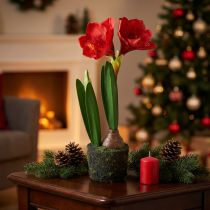 Product Amaryllis in moss ball artificial – bright red flowers, 49 cm – elegant and natural room decoration