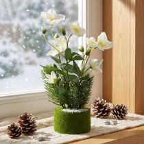 Product Artificial Christmas Rose with Pine and Moss Ball - Snow-Dusted White, 33cm