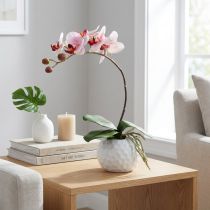 Product Pink orchid in ceramic pot 31cm