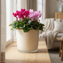 Product Glass Flowerpot Beige Planter Glass Bucket Ø11.5cm H11cm