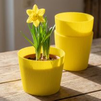 Product Pleated cuffs yellow 14.5cm 100 pcs.