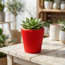 Product Pleated cuffs red 8.5cm 100 pieces