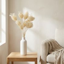 Product Dried flowers cream fennel bleached 45cm bunch 10 pcs