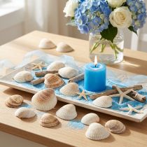 Product Shell decoration shells white brown cockles 5-7cm 300g