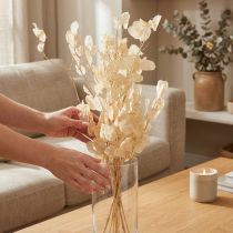 Product Dried Lunaria Money Plant Honesty Champagne 65-70cm 20g