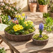 Product Planting ring, planting bowl, wood, natural grey, Ø30/35cm, set of 2.