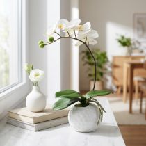 Product Phalaenopsis cream in a ceramic pot 33cm