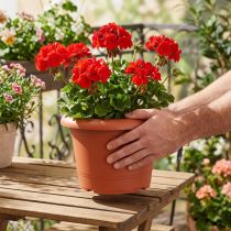 Product Plant pot "Oliver" terracotta Ø25cm