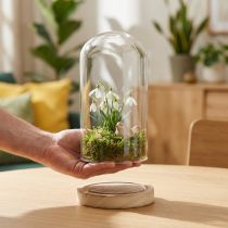 Product Glass bell with wooden base clear natural Ø12cm H21cm