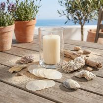 Product Oyster & capiz Sea shells in net Natural 3.5-9.5cm 2pcs