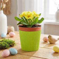 Product Pleated cuffs for flower pots light green 14.5cm 100 pcs